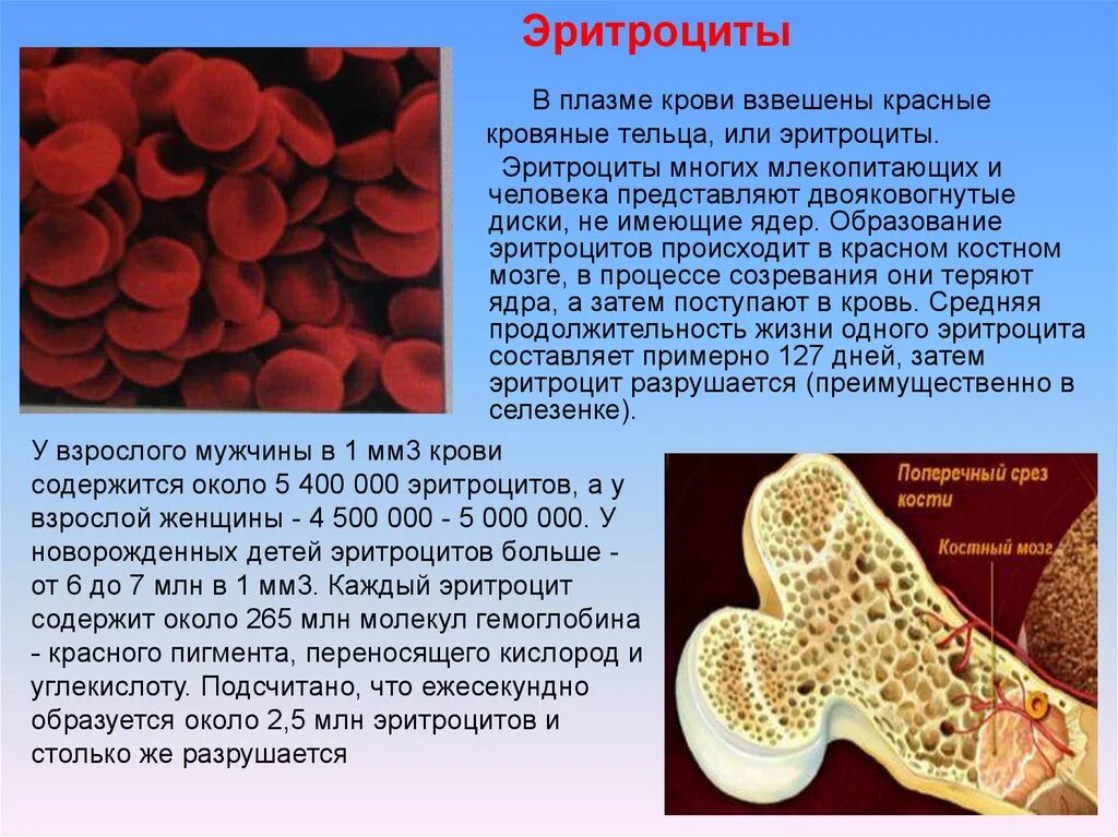 Эритроциты. Эритроциты в крови. Красный костный мозг эритроциты. Плазма и эритроциты.