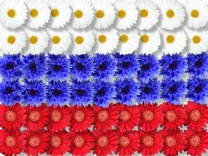 Цвет триколор фото