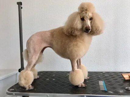 Пудель лев