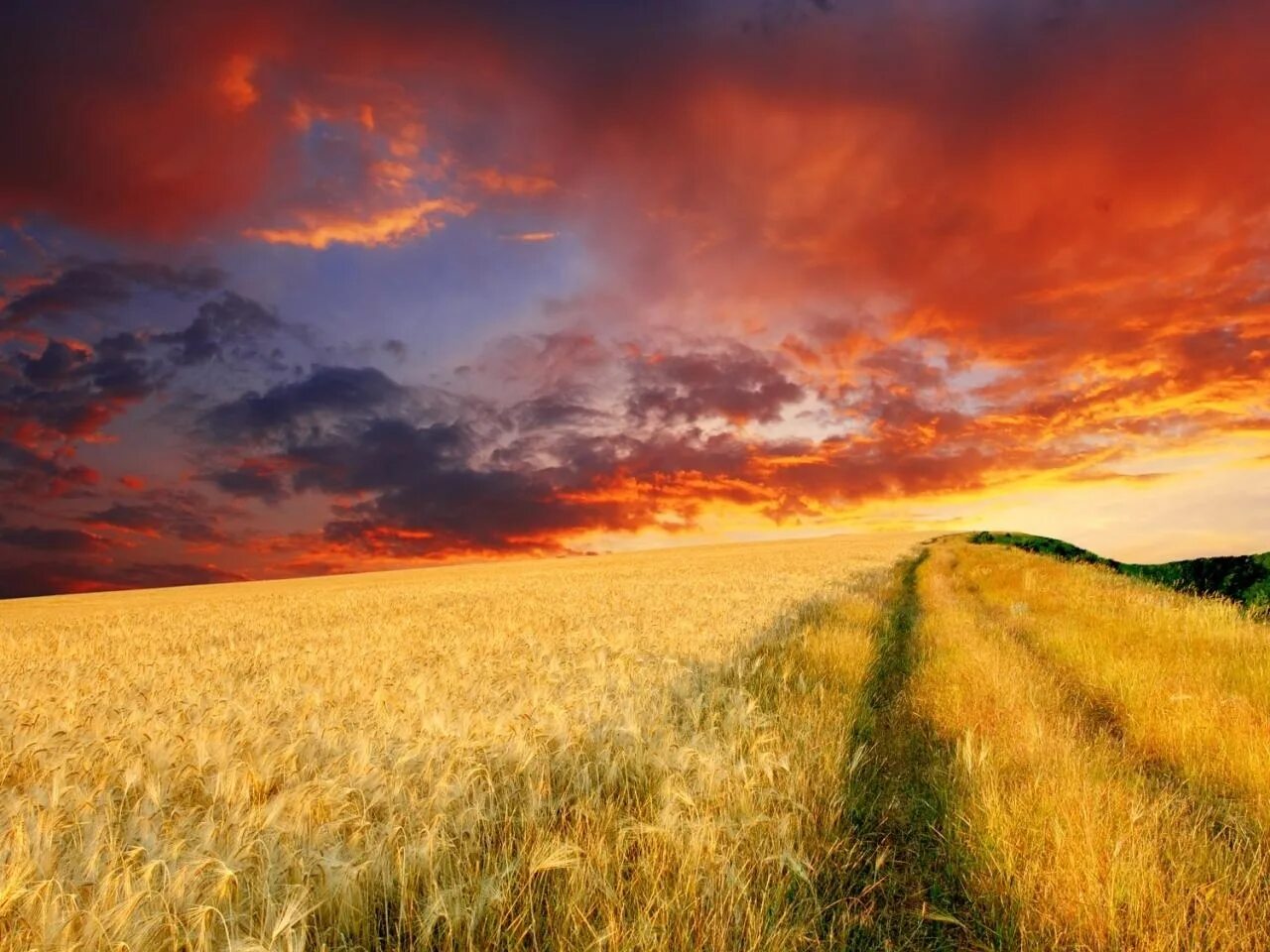 Поле це. Бескрайние поля. Поле пшеницы. Фон поле. Пшеничные поля России.