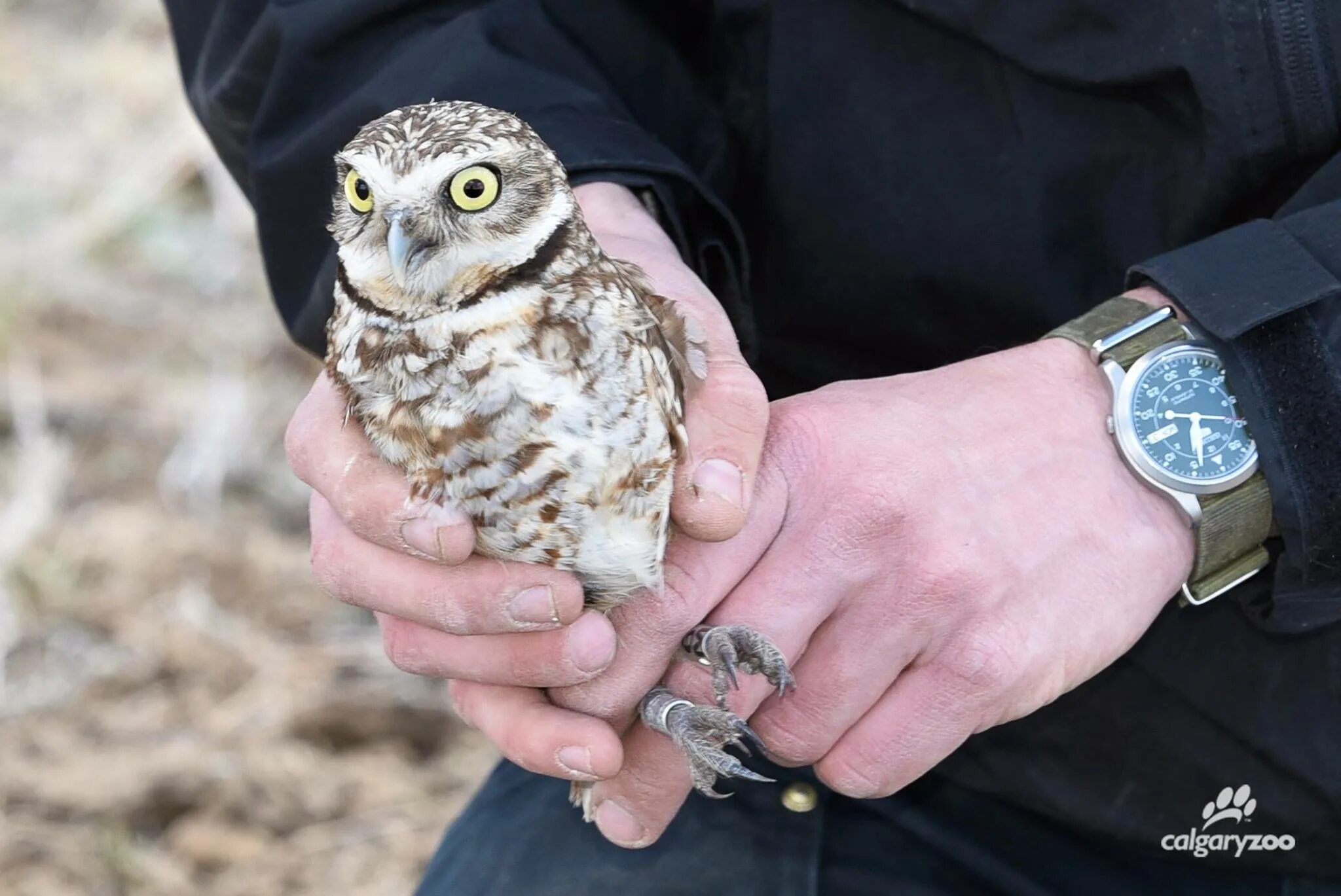 кроличий сыч кроличий. кроличьи сычи почему так назвали. кроличья сова. стая сов. кроличий сыч фото.