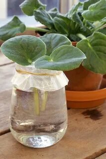 Укоренение черенков фиалками