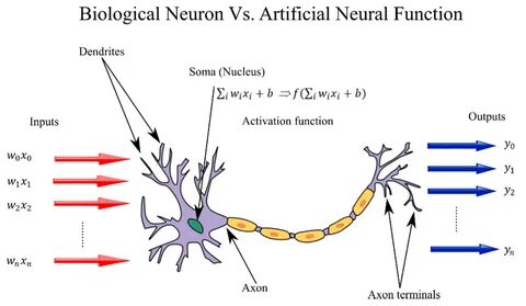 strong Figure 1/strong br/ p A single biological neuron is annotated to des...