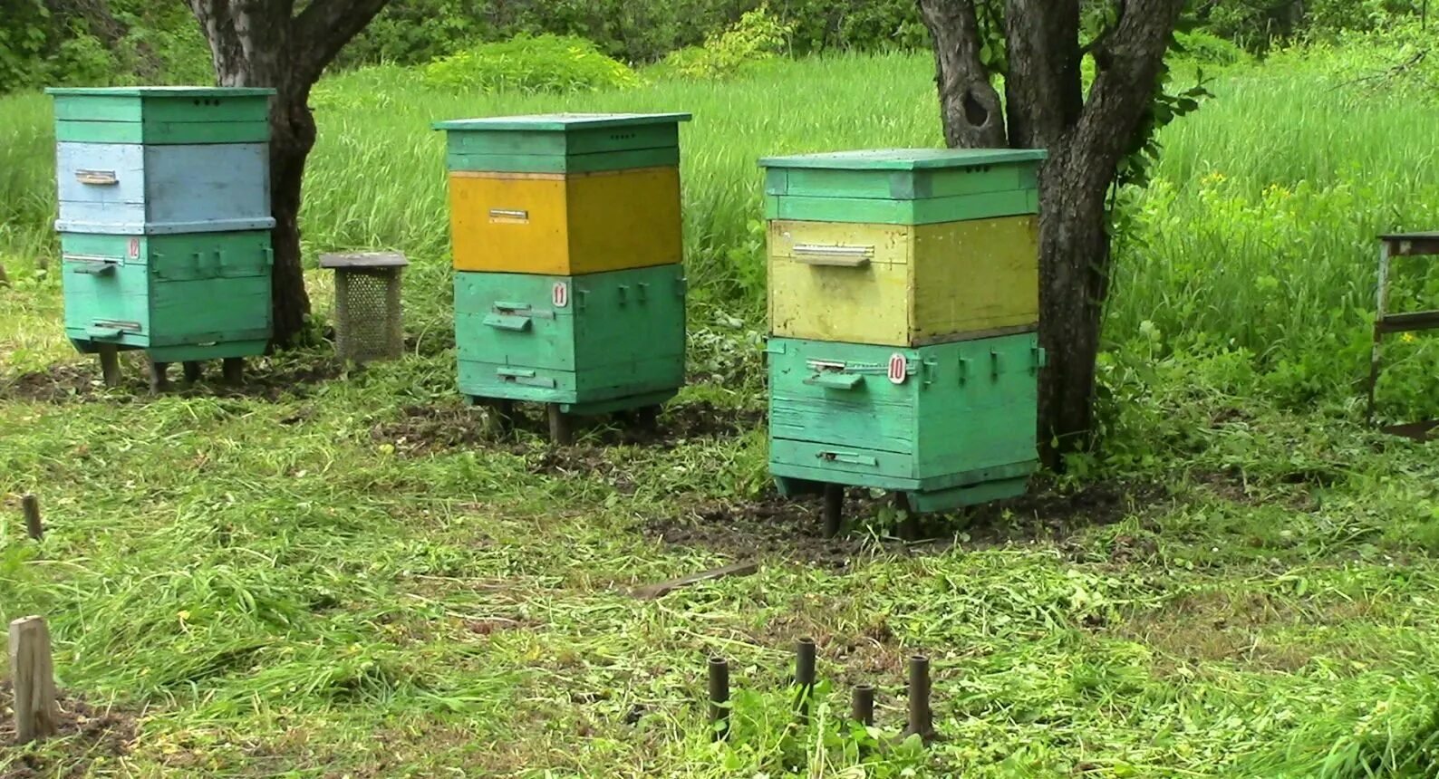 Пчелы пасека. Пчелиные ульи. Улей для пчел. Пасека на участке.