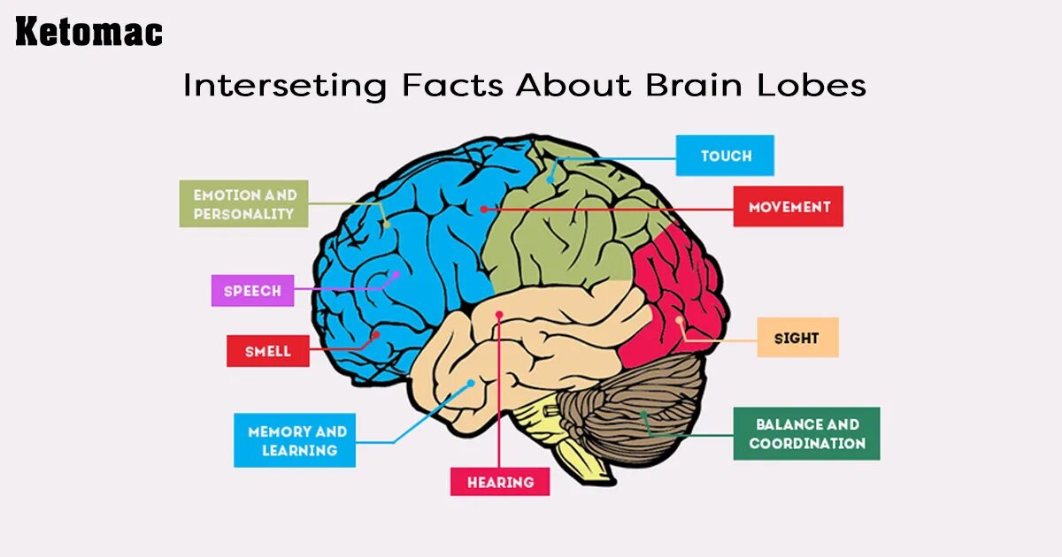 He is a brain. Факты о мозге. Интересные факты о мозге. Факты о человеческом мозге. Забота о мозге.