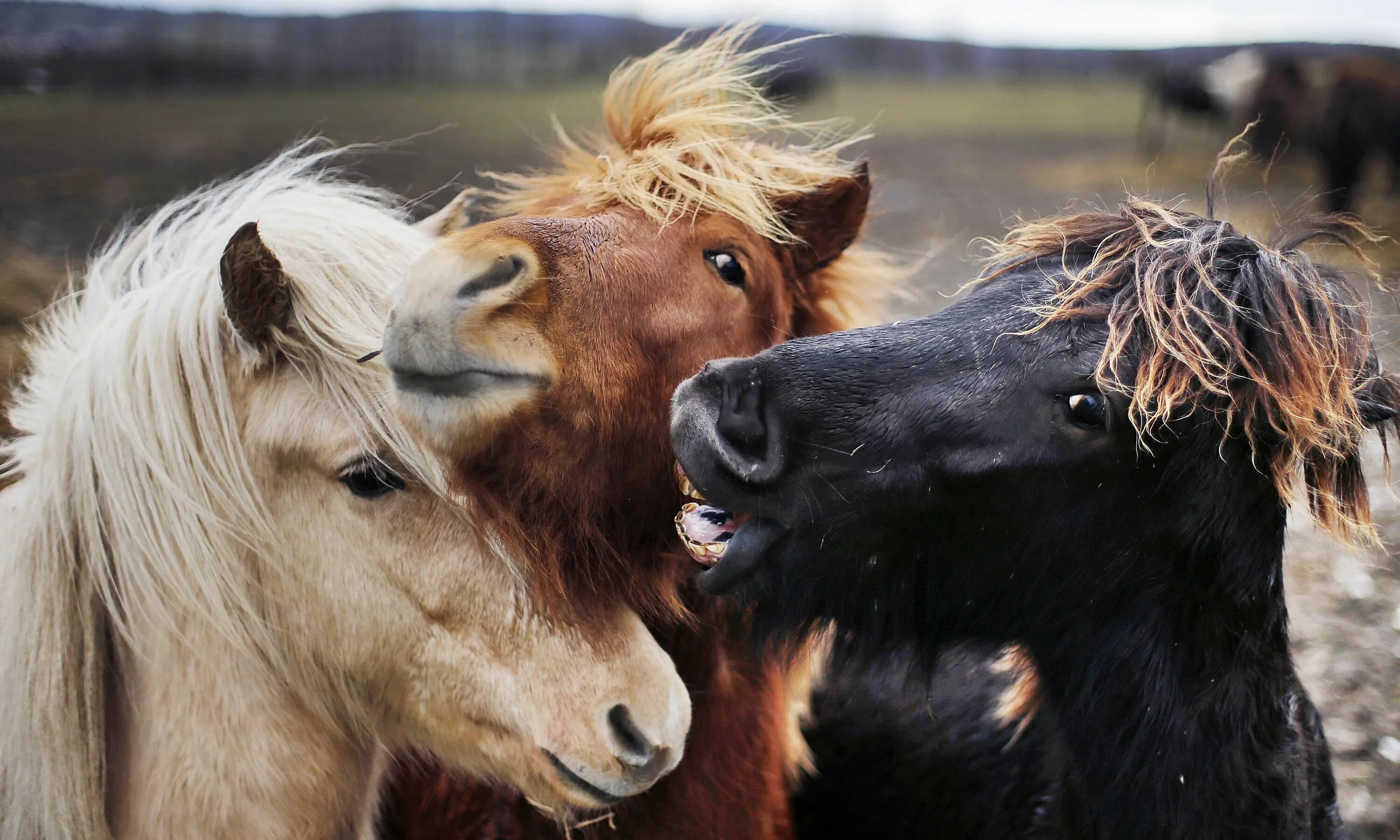 Horses are beautiful. Конь фыркает. Лошадка фыркает. Веселый конь. Исландские лошадки.