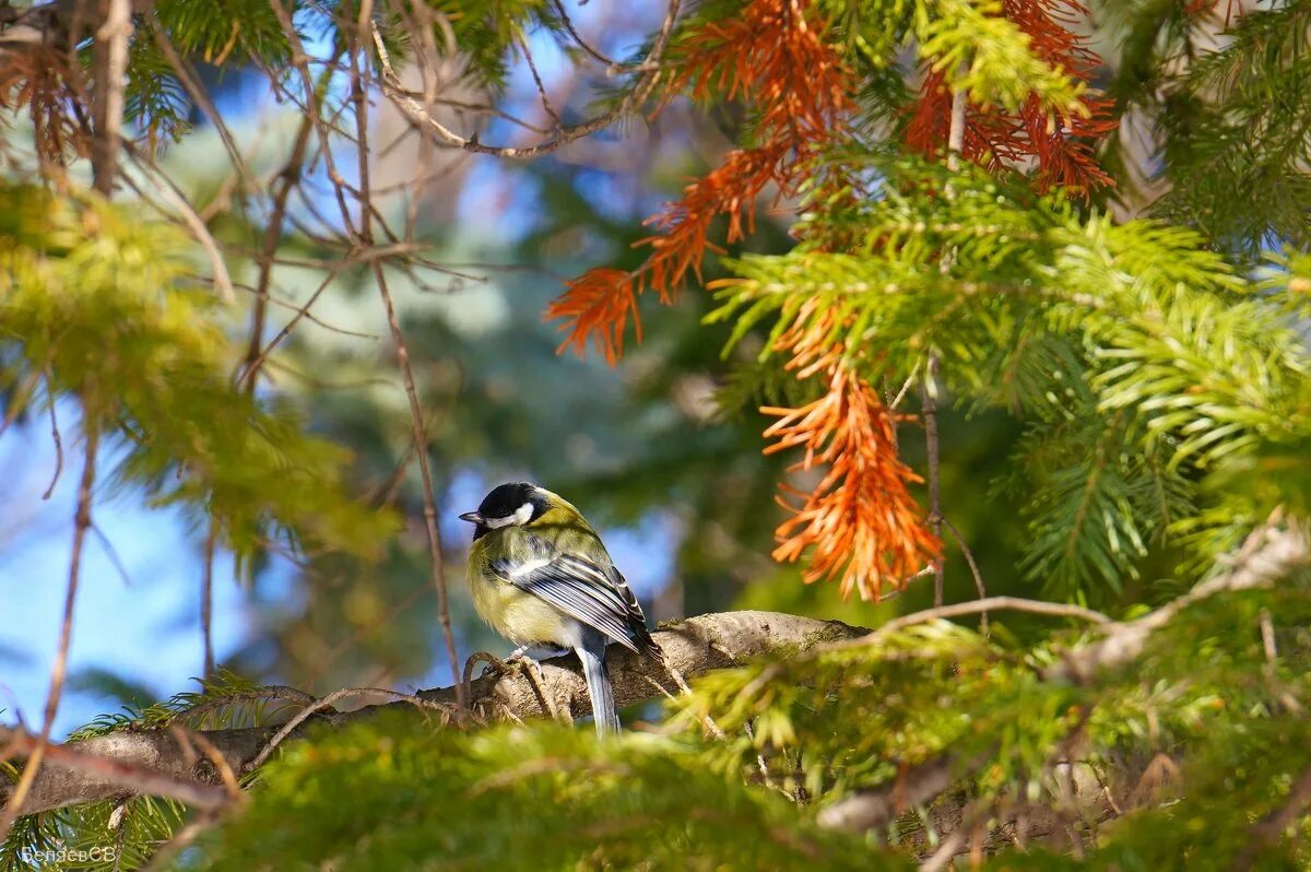 лесные птицы. роль птиц в биоценозе. птичка на дереве. птицы в летнем лесу. птица санитар.