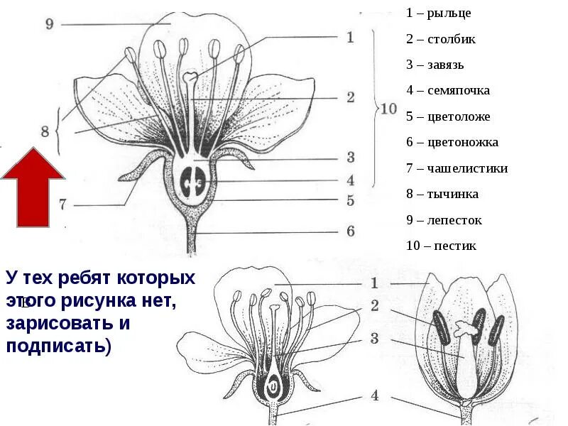 Какую функцию выполняет завязь впр