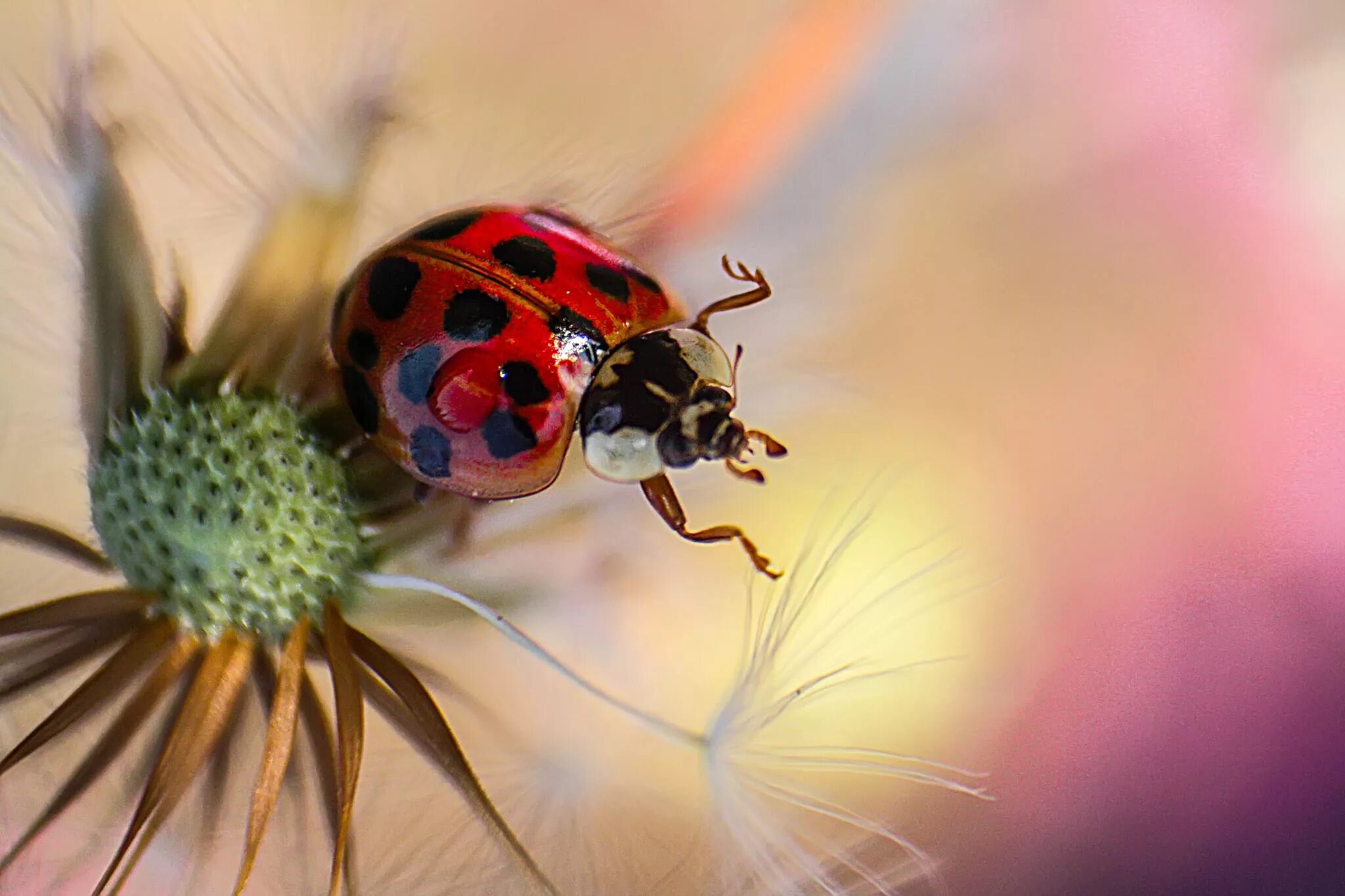 Аудиокнига божья коровка 2. День Божьих коровок. Buburuza. Buburuza Wiki. Buburuza insect.