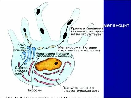 Меланоциты