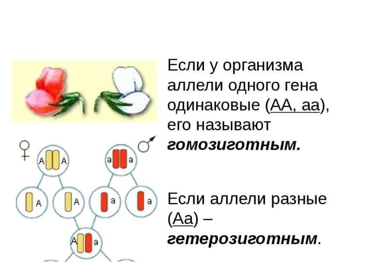 Различные аллельные гены. Гены и аллели. Разные аллели одного Гена. Аллели генов. Генотип аллельные гены.