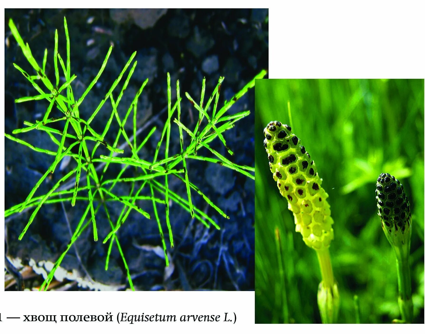 Хвощ полевой группа организмов. Хвощ полевой, Лесной и болотный. Хвощ двудольный. Хвощ полевой весенний. Осот и хвощ.