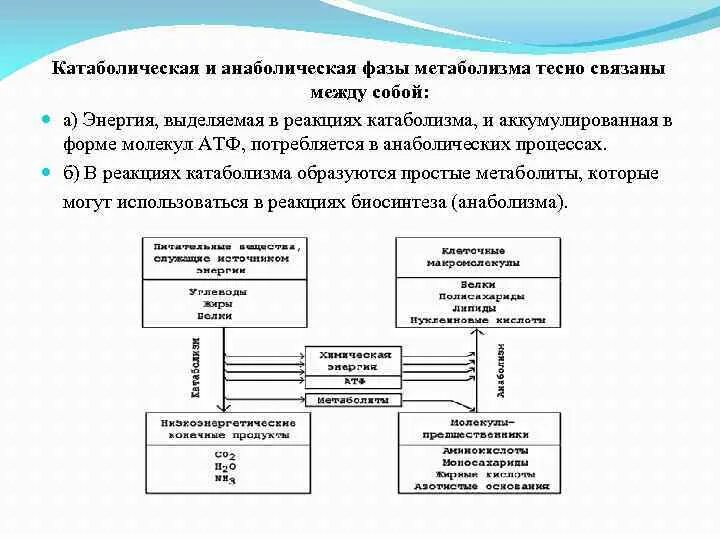 Неразрывно связаны между собой. Метаболизм: анаболические, катаболические реакции.. связь между анаболическими и катаболическими процессами. катаболические и анаболические пути в обмене веществ. стадии катаболизма питательных веществ.