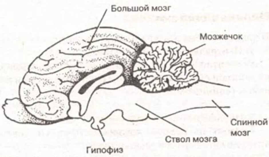 Мозг кошки. Головной мозг кошки анатомия. Строение головного мозга кота. Структуры головного мозга кошки.