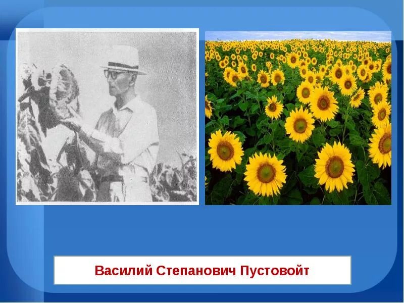 Труженики родной земли 2 класс кубановедение. Труженики полей Кубани Пустовойт. Пустовойт подсолнечник.