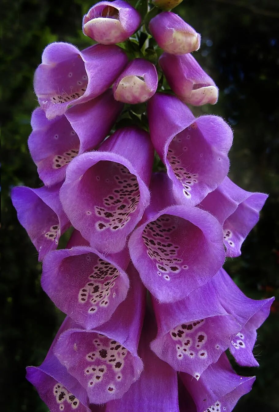 Poisonous flower. Наперстянка Foxglove. Наперстянка дигиталис Пурпуреа. Наперстянка пурпуровая (digitalis purpurea). Наперстянка глоксиневидная.