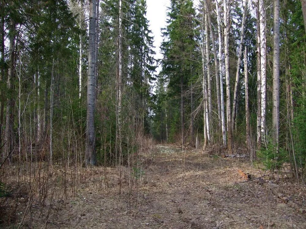 Город тайга кемеровская область. Тайга сейчас. Лесные пожары в сибири 2019 год. Иркутск сибирь лес. Красноярск лес тайга.