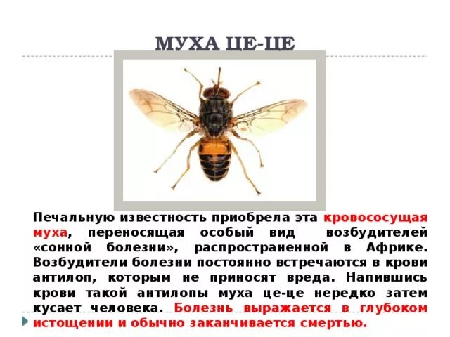 Опасна ли муха. Муха ЦЕЦЕ строение. Комнатная Муха переносчик. Болезни переносимые мухами.