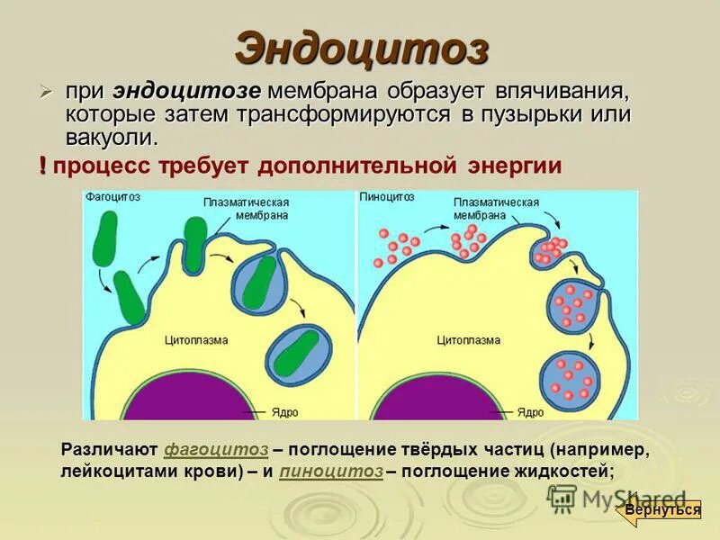 Рецепторная функция плазматической мембраны. Эндоцитоз экзоцитоз клеточная мембрана. Функции клеточной мембраны фагоцитоз. Эндоцитоз этапы фагоцитоза. Функции клеточной мембраны фагоцитоз.
