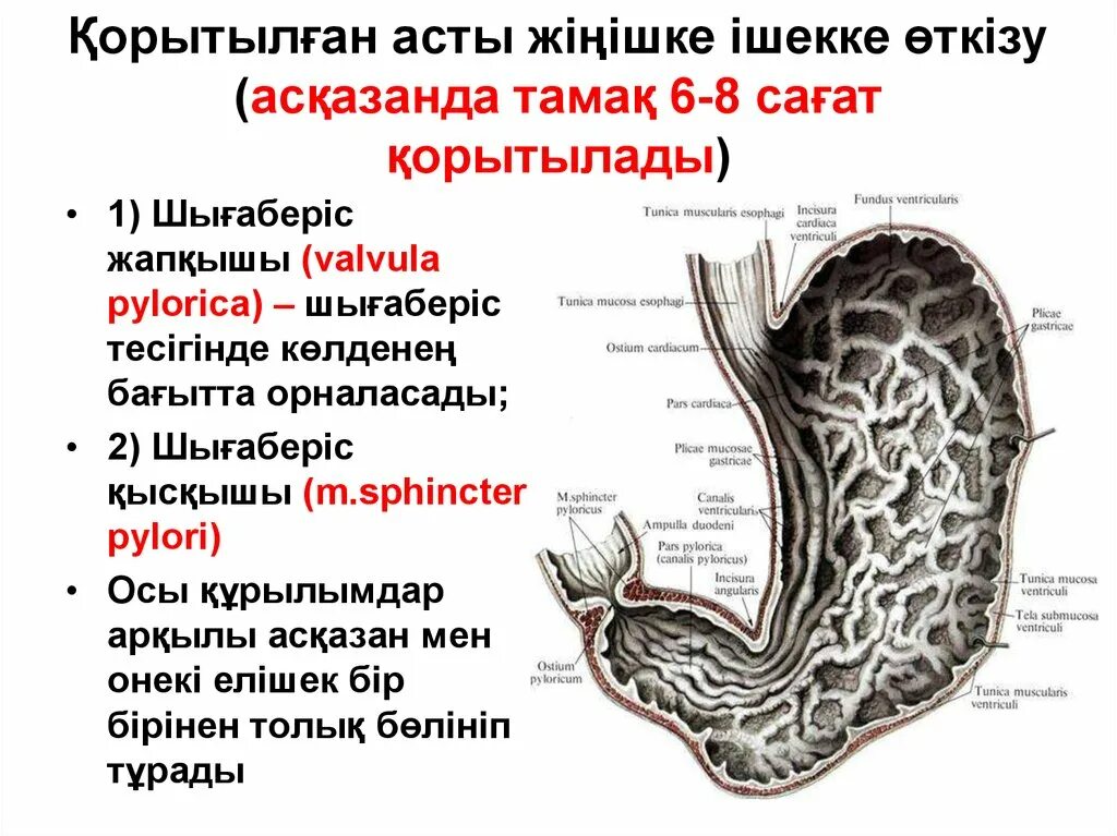 Сфинктер латынь. Pars Pylorica ventriculi. Ventriculi строение.