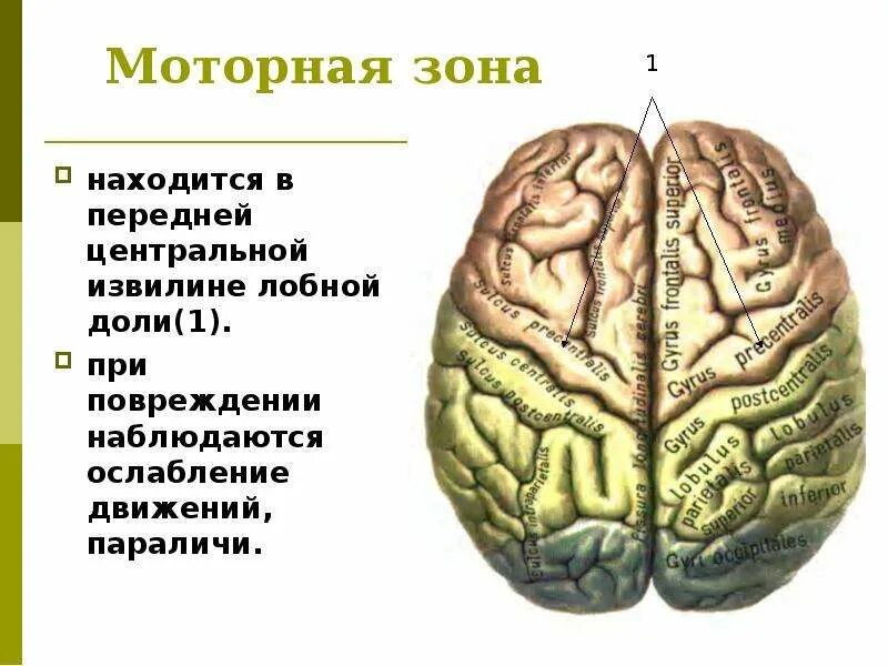 Какие зоны в лобной доле. Зоны лобной доли. Зоны лобной доли мозга. Базальные отделы правой лобной доли. Базальные отделы лобных долей мозга.