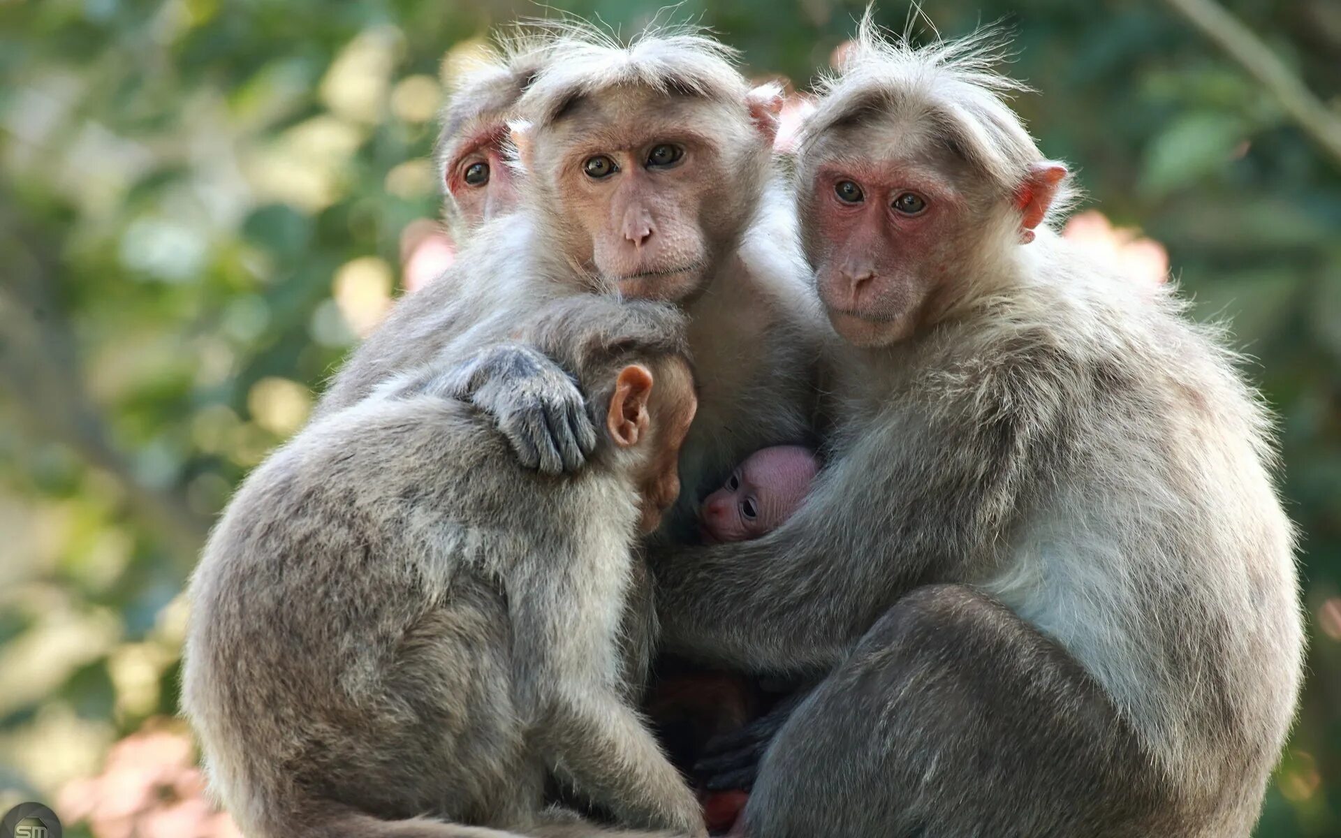 Макаки шимпанзе. Пагайский макак. Кунац меймун. Красивая обезьяна. Семья обезьян.