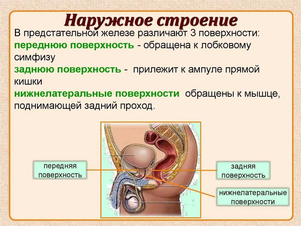 Мужская половая презентация. Мужская половая железа. Строение мужских половых желез. Предстательная железа мужские половые органы. Железы половых органов мужчины.