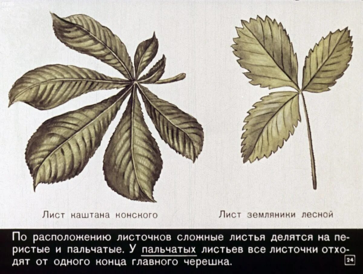 ТИП РАСПОЛОЖЕНИЯ ЛИСТА images