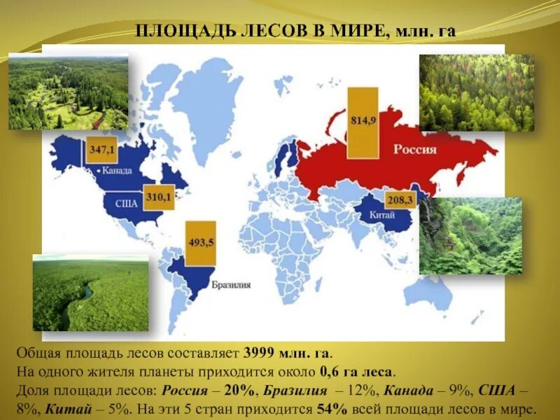 Площадь лесов в мире. Площадь лесов в россии. общая площадь лесов в мире. площадь лесов в гектарах.