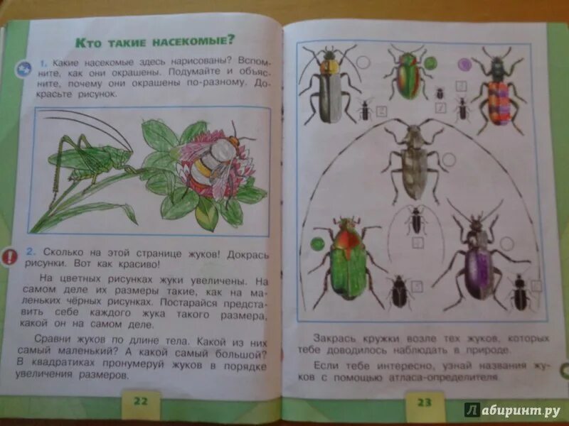 Насекомые 1 класс окружающий мир. Окружающий мир 1 класс. Окружающий мир: жуки. Насекомые окружающий мир 2 класс рабочая тетрадь. Окружающий мир страничка 22