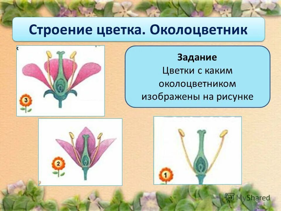 Определите какой околоцветник у данного цветка. Строение околоцветника венчик. Цветок с простым околоцветником биология 6. Функции околоцветника. Строение околоцветника.