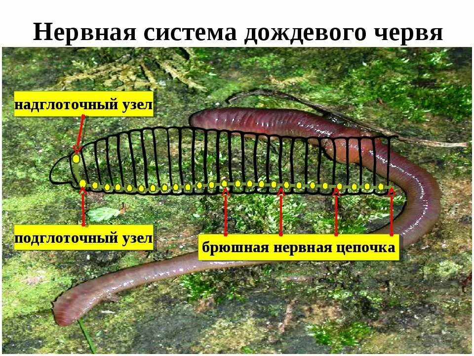 Система дождевого червя представлена. Нервная система дождевого червя. строение нервной системы дождевого червя. нервная система дождевых червей. брюшная нервная цепочка дождевого червя.