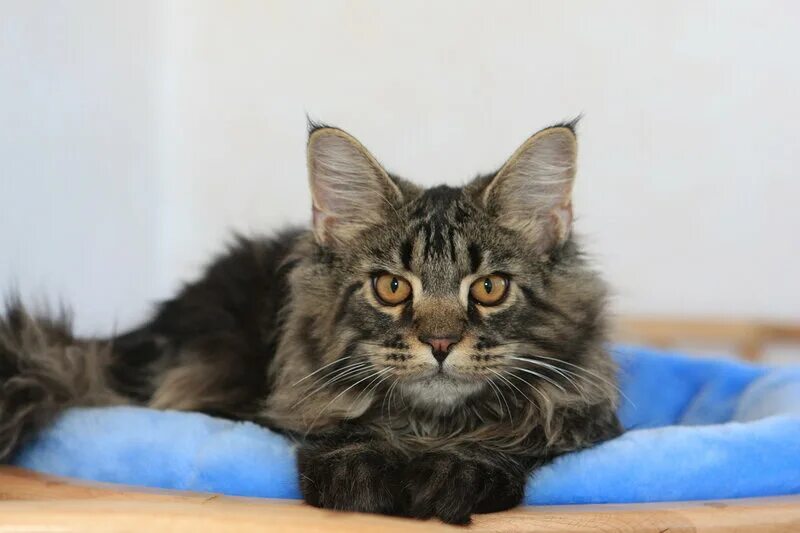 пропал кот мейн кун. мейн-кун. мейн куны без кисточек на ушах. мейн кун без кисточек. кот бородиной мейн кун.