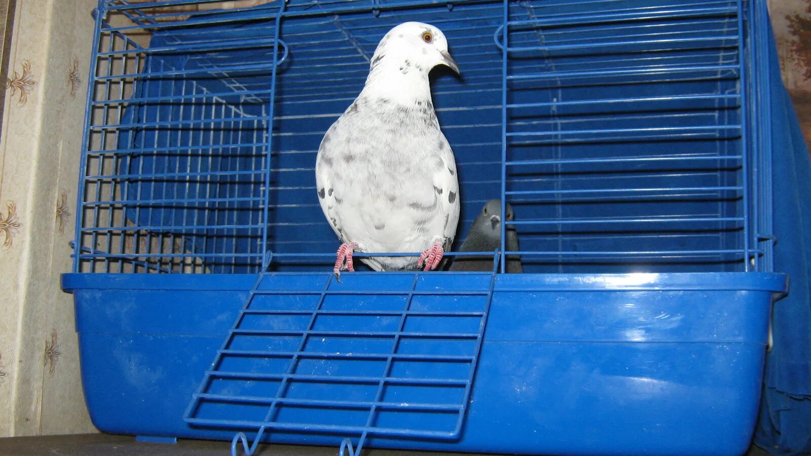 дом для голубей. домик для голубей. домик для голубей. голубь в квартире. можно ли голубей держать дома.