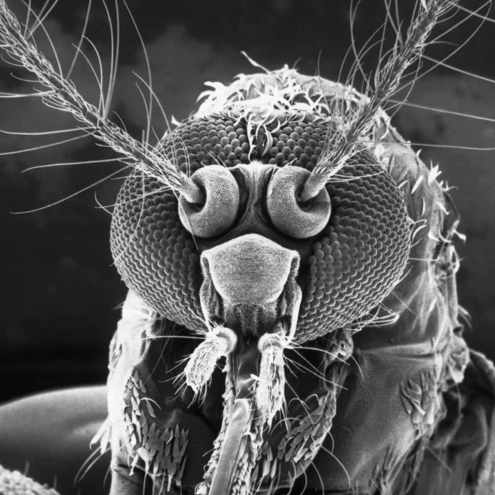 Мошка под микроскопом фото. Мошка гнус под микроскопом. Северная мошка под микроскопом. Комариный хобот под микроскопом. Хоботок комара под микроскопом.