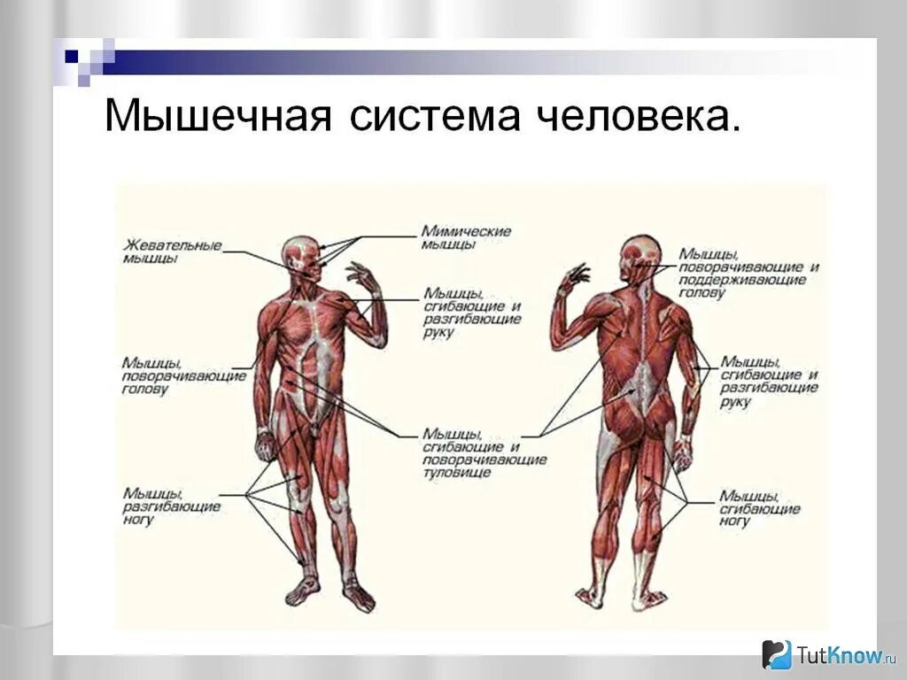 Значение строение мышц. Мышечная система схема строения. мышечная система человека анатомия с названием. мышцы тела человека 8 класс биология. строение туловища человека мышечная система.