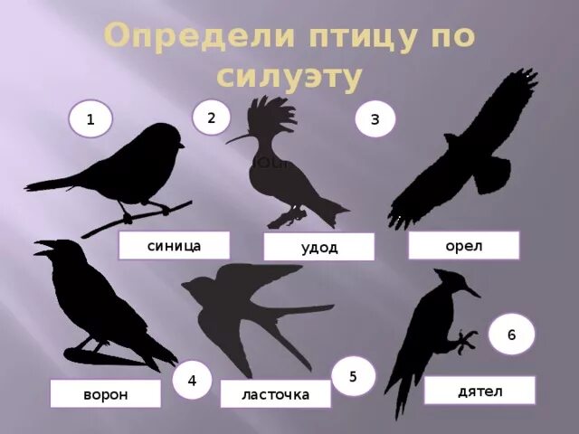 Силуэты птиц с названиями. Узнай птицу по силуэту. Угадай птицу по силуэту. Силуэт птиц и их названия.