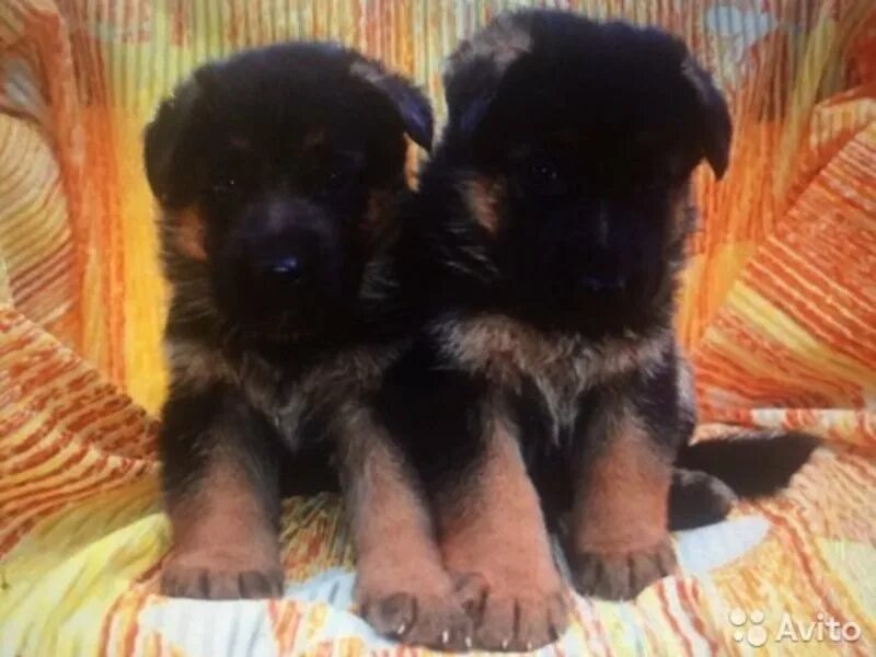 5 месяца чепрачные. Кутята немецкой овчарки 1 месяц. Кавказская овчарка щенок 1 мес. Месячный щенок немецкой овчарки. Как выглядит щенок в 1 месяц.