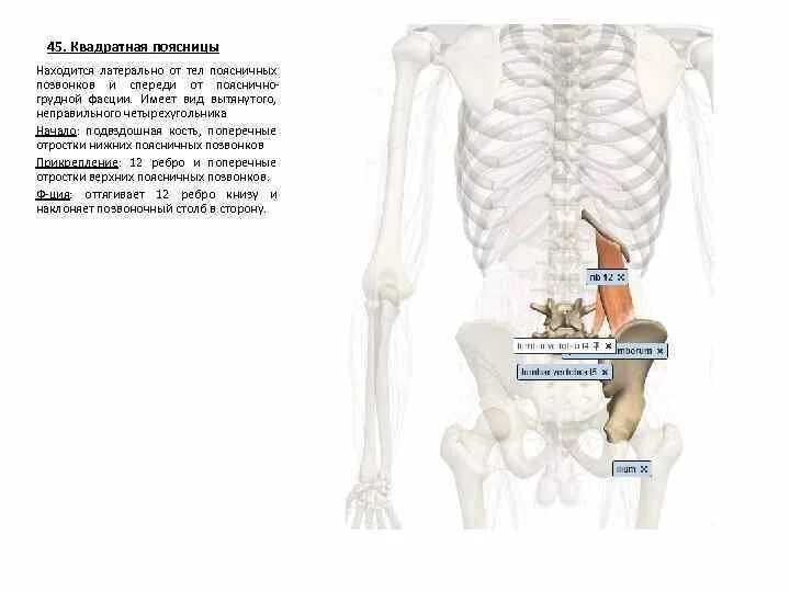 Что находится в пояснице. Поясница где находится у человека. Латеральные волокна квадратной поясницы. Медиально и латерально это как поясничный позвонок. Где находится поперечная кость.
