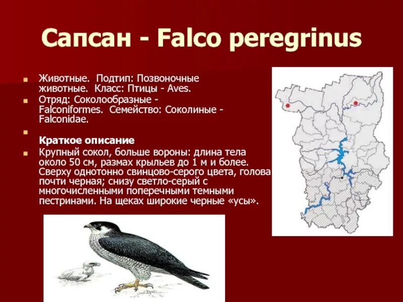 Животные красной книги Пермского края. Красная книга Пермского края птицы. Животное из красной книги Пермского края. Животное красной книги Пермского края.