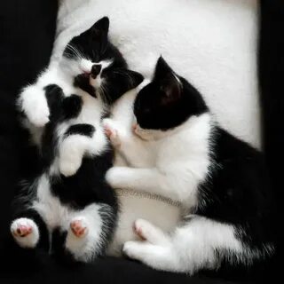 Сердечная кошка
