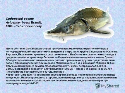 Самцы продолжительность жизни