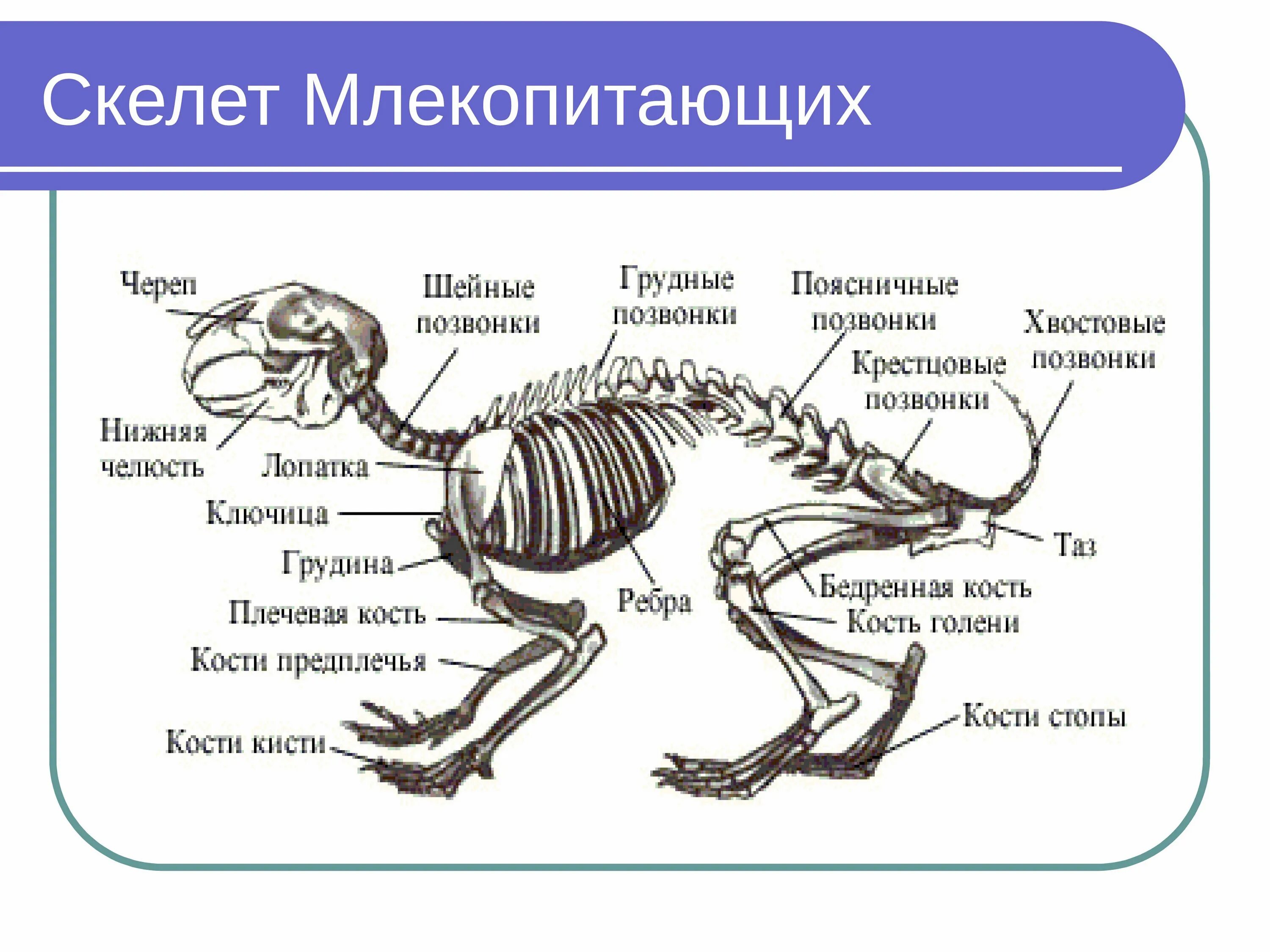 Позвоночник млекопитающих состоит из отделов ответ. Скелет млекопитающего 8 класс биология. Скелет система млекопитающих. Биология 8 класс особенности строения скелета млекопитающих. Скелет млекопитающего 7 класс биология.