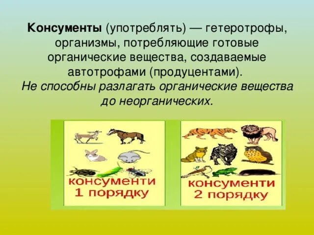 Консументы второго порядка список