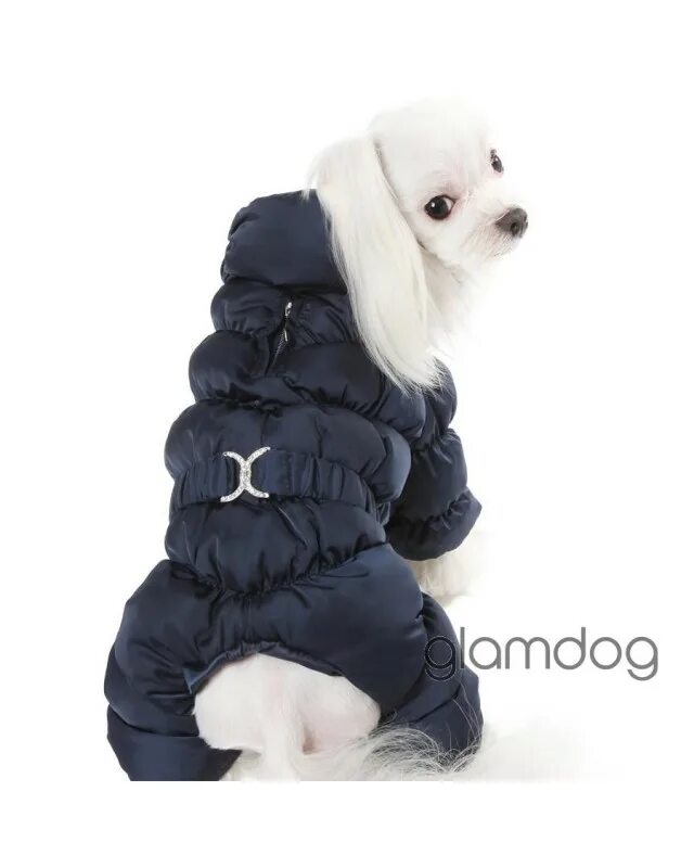 Модная одежда для собачек маленьких. Собачка в модной одежде. Пеппи ангел одежда для собак. Комбинезон паппи энджел. Комбинезон паппи энджел.