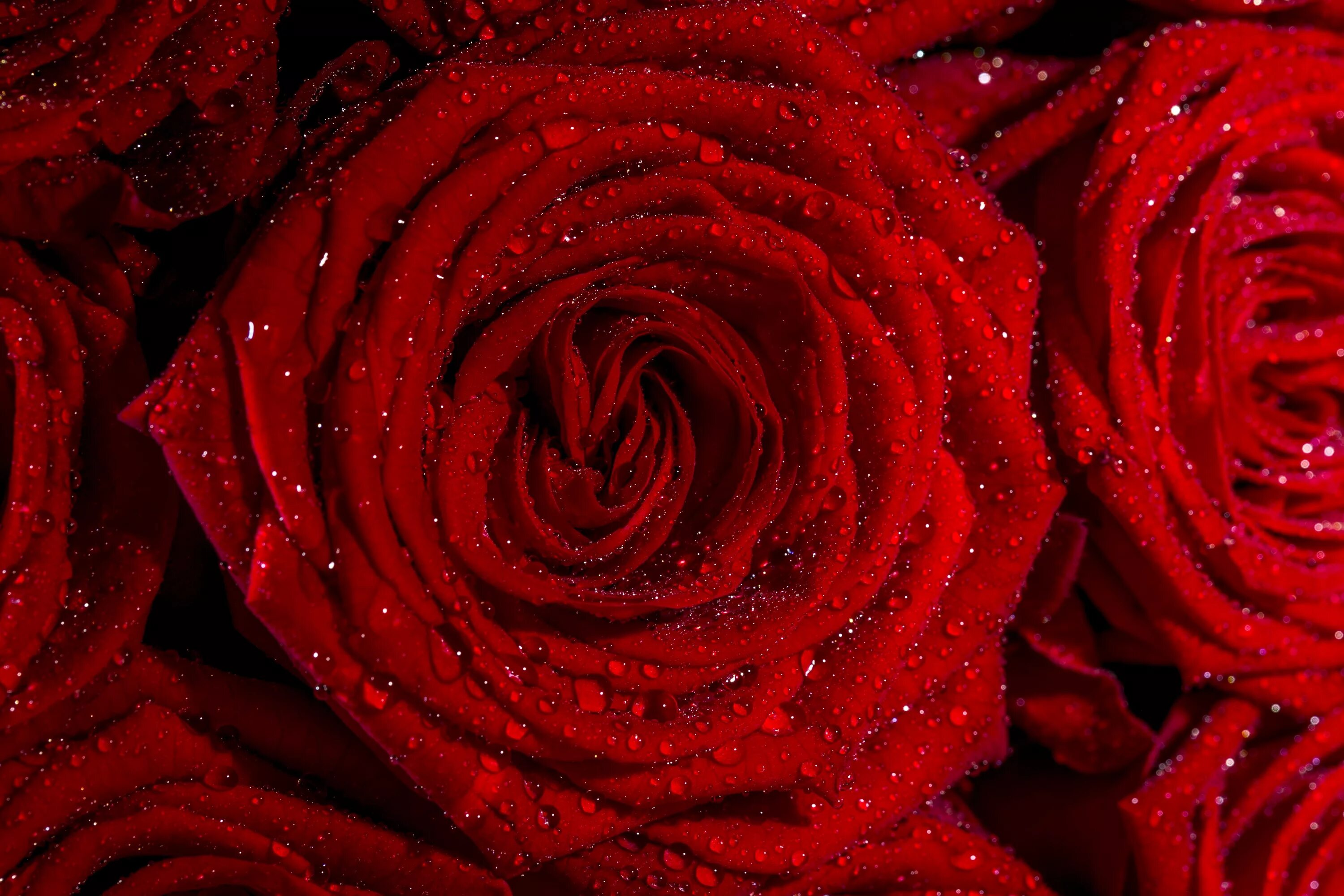 Цветы розы красные. Цветы розы. Красные розы. Цветы красного цвета. Красивый красный цвет.