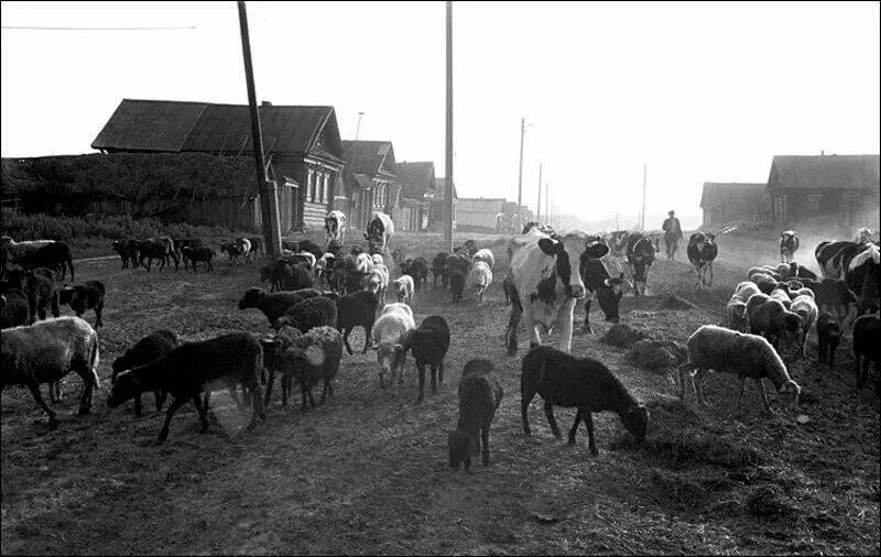 Пасет город. Овцеводство в Казахстане в 70-е годы. Деревенское стадо. Скотоводство в деревне. Коровы в деревне.