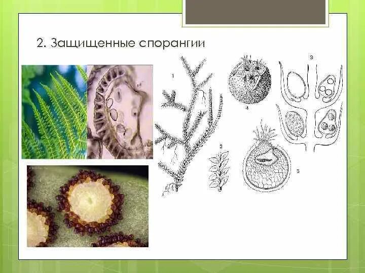 Формирования спорангиев. Спорангии водорослей. Спорангий есть у водорослей ?. Спорангии ламинарии. Водоросль гриб паразитическое.