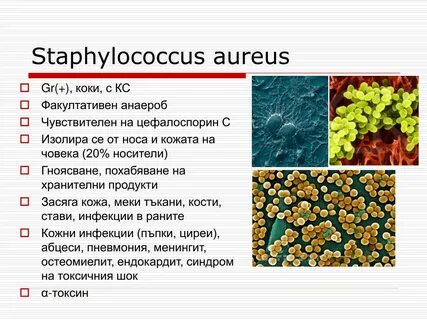 Стафилококк у женщин причины