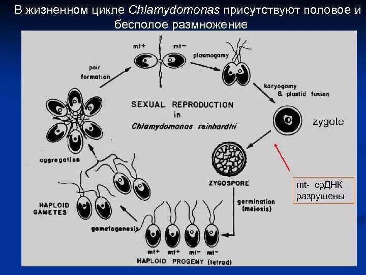 Почему при половом размножении потомства. Наследственность половое размножение. Жизненный цикл бесполое и половое размножение. Наследственность бесполого размножения. Половое размножение генетика.